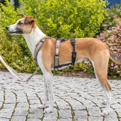 Trixie Stay Adapter för hundsele